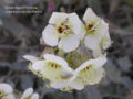 Thumbnail for version as of 21:03, 9 October 2008