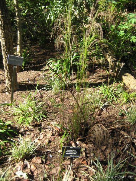 File:Calopsis paniculata-besemgoed-IMG 8009 sfbg0308.jpg