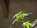 Top of Cannabis plant in vegetative growth stage