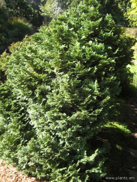 File:Chamaecyparis lawsoniana-forsteckensis-IMG 7715 sfbg0308.jpg