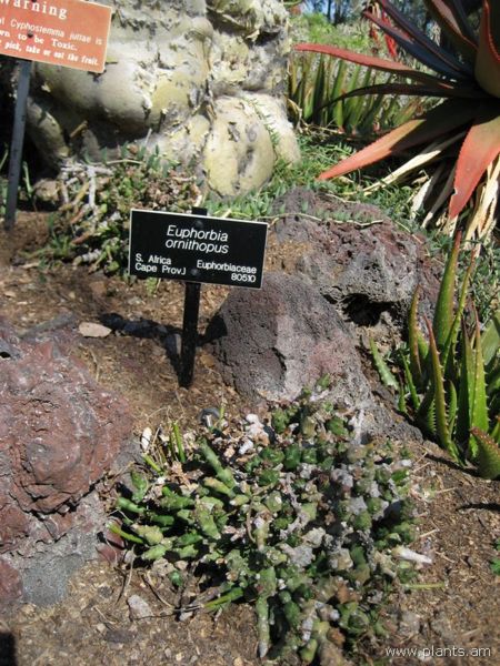 File:Euphorbia ornithopus-IMG 0335 hunt07.jpg