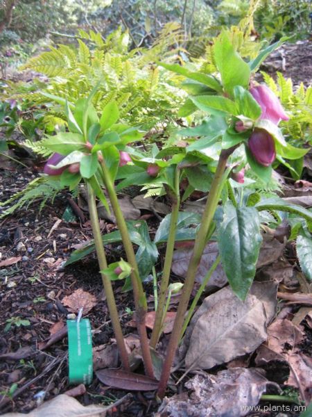 File:Helleborus orientalis-IMG 7209 sfbg0308.jpg