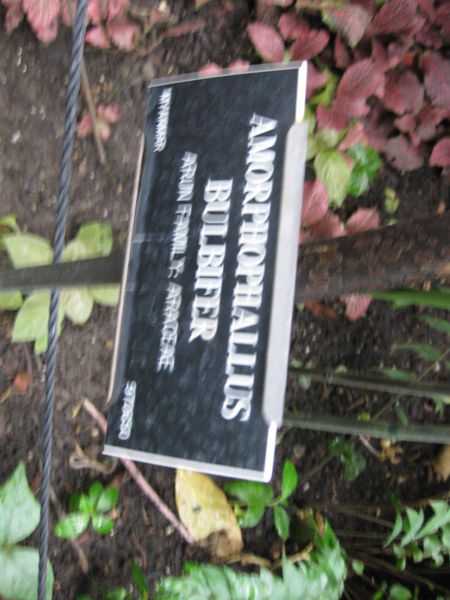 File:IMG 1088 bbg09.jpg