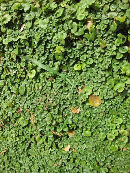 File:IMG 5241 hunt0904.jpg