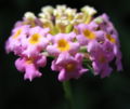Thumbnail for version as of 22:17, 3 February 2009
