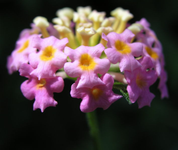File:Lantana camara (noxious weed) II-9458.jpg