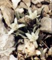 habit