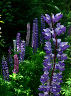 Wild Perennial Lupin (Lupinus perennis)