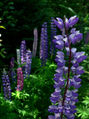 Thumbnail for version as of 10:08, 5 May 2007