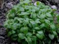 Leaves