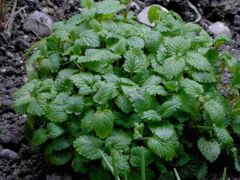 Lemon balm (Melissa officinalis)