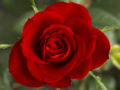 Red rose: Deepest love and respect.