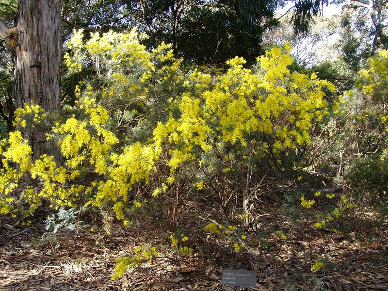 File:1280px-Acacia boormanii 01.jpg