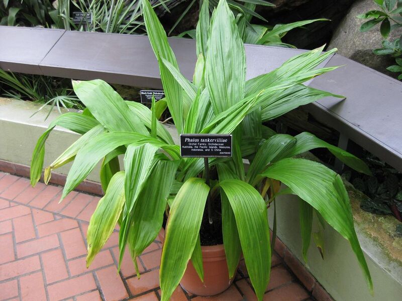 File:1280px-IMG 0948 bbg09.jpg