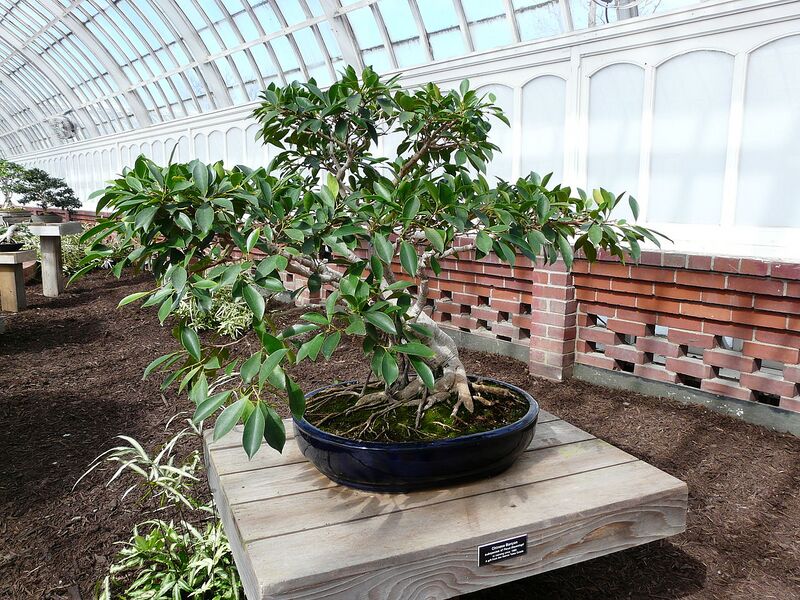 File:1280px-Phipps - 007.JPG