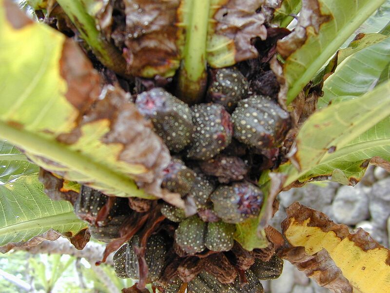 File:1280px-Starr 010820-0017 Ficus pseudopalma.jpg