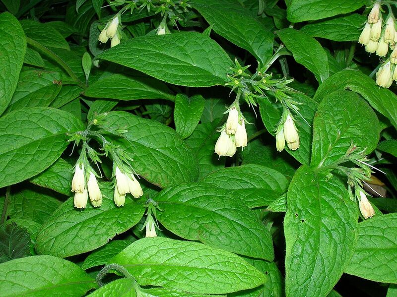 File:1280px-Symphytum tuberosum Eglinton.JPG