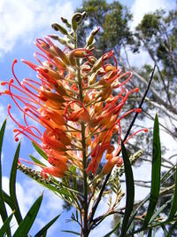 Grevillea banksii in flower