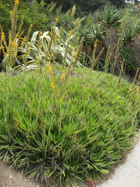 File:576px-IMG 7397 hunt09jun.jpg