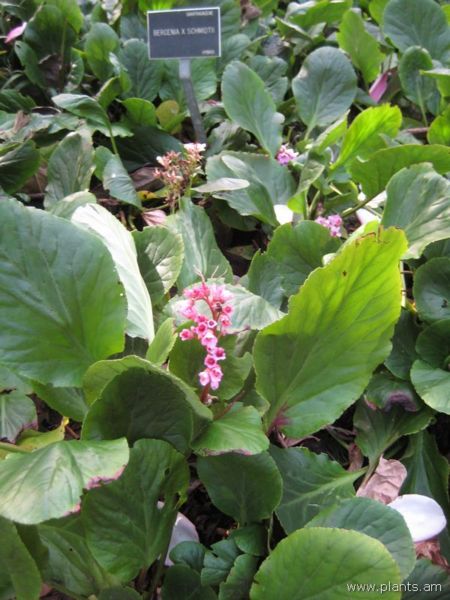 File:Bergenia-x-schmidtii-IMG 7221 sfbg0308.jpg