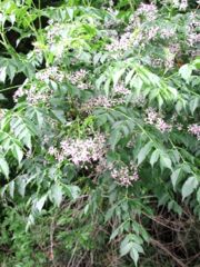Melia azedarach in flower