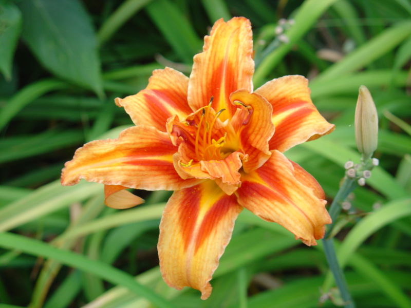 File:Daylily-9725.jpg