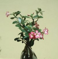 A plant showing the swollen basal caudex