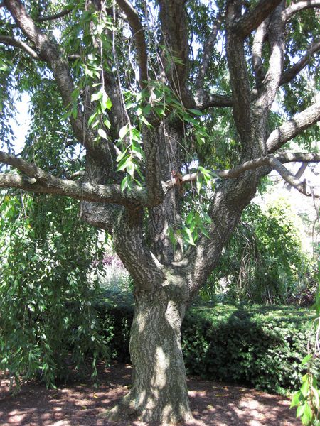 File:IMG 0161 nybg09.jpg