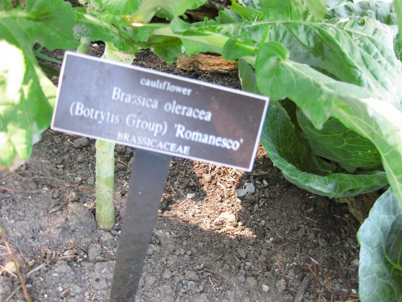 File:IMG 0388 nybg09.jpg