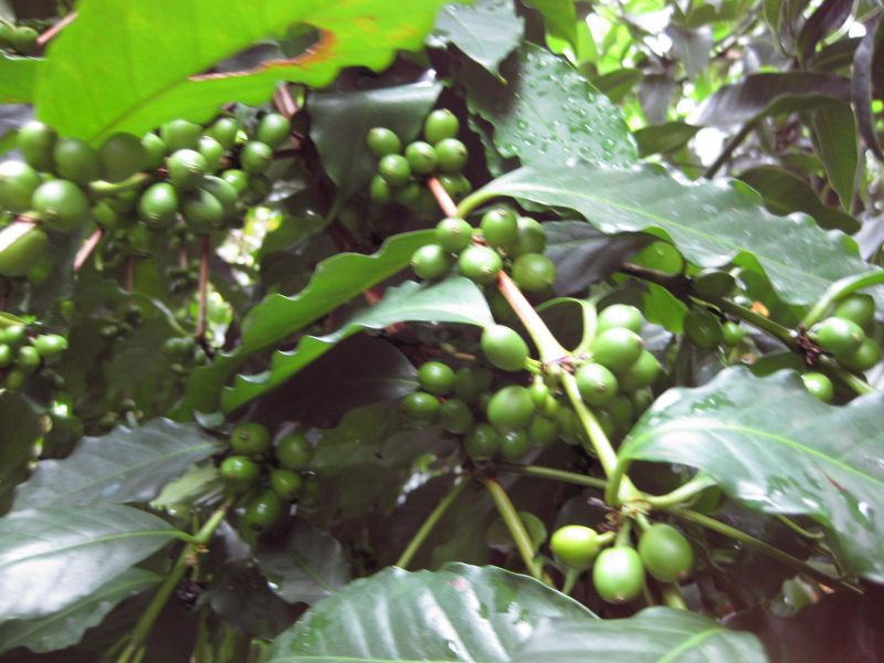 File:IMG 1137 bbg09.jpg