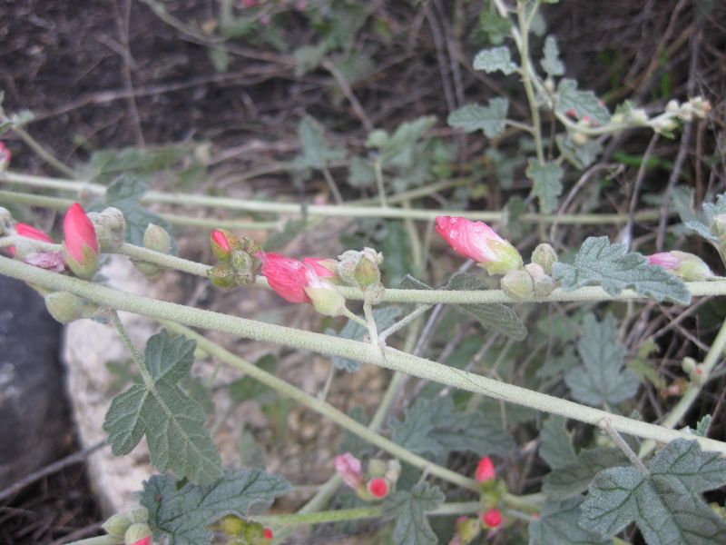 File:IMG 2265 hunt0903.jpg