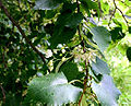 Thumbnail for version as of 10:27, 29 April 2025