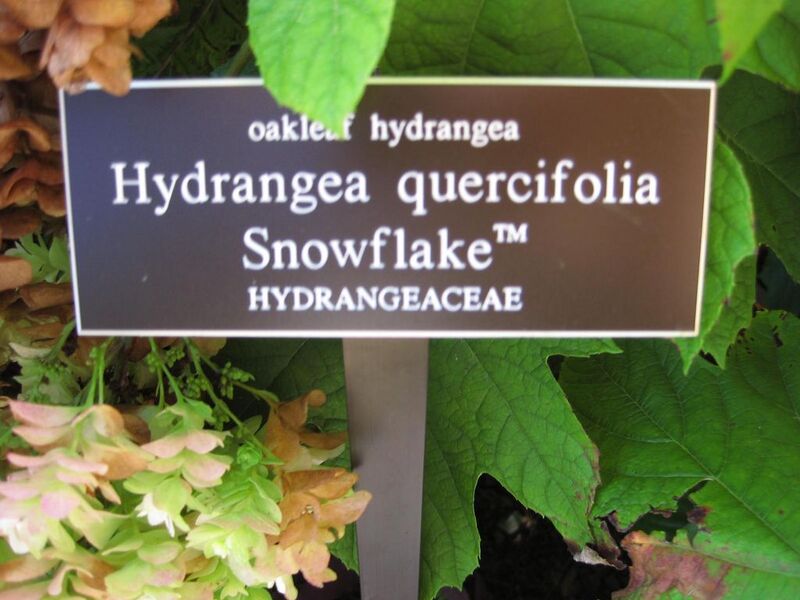 File:1024px-IMG 0104 nybg09.jpg