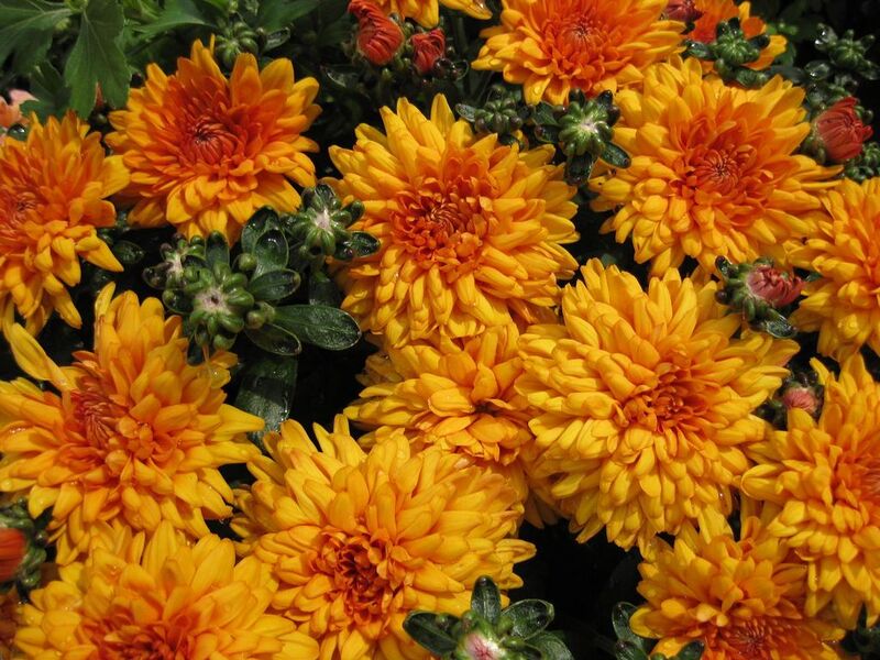 File:1024px-IMG 0861 bbg09.jpg
