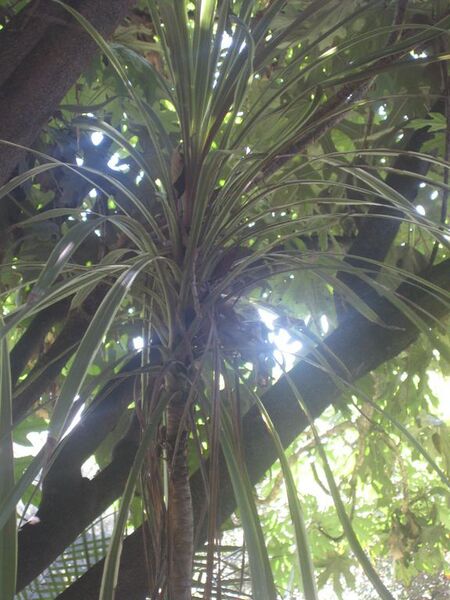 File:576px-IMG 2030 hunt0903.jpg