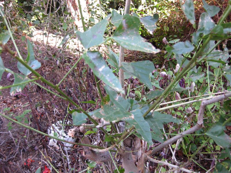 File:9oqktxsmcue9g40enddtffd5y7ljs3d.jpg