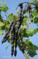 Foliage and fruit