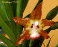 Thumbnail for version as of 11:07, 10 July 2007