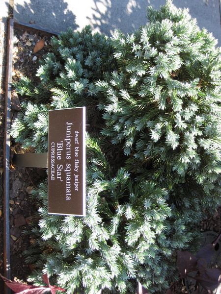 File:IMG 0017 nybg09.jpg
