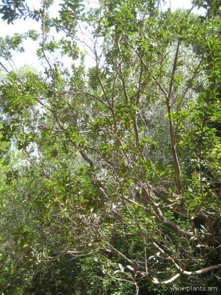 File:Lithraea caustica-IMG 2921 lokrun.jpg