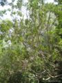 lithraea caustica