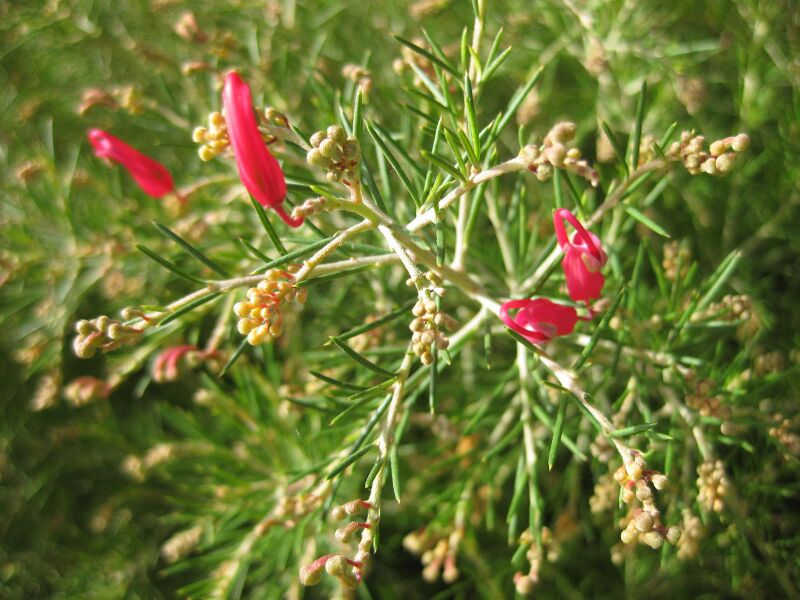 File:Oiahcrspjo062rxau96ivruyo8fseuk.jpg
