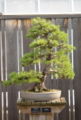 Thumbnail for version as of 07:06, 19 May 2007