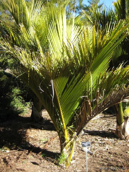 File:Rhopalostylis sapida-nikau-IMG 7036 sfbg0308.jpg