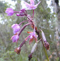 Thumbnail for version as of 13:58, 17 September 2007