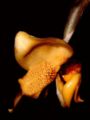Stanhopea connata