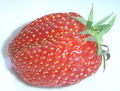 Thumbnail for version as of 09:33, 29 August 2007