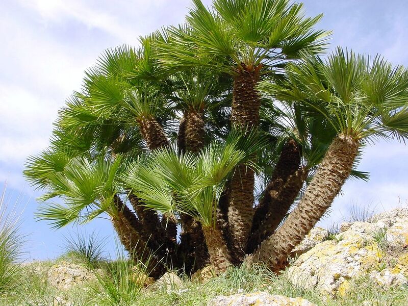 File:1024px-Chamaerops humilis (Zingaro)029.jpg
