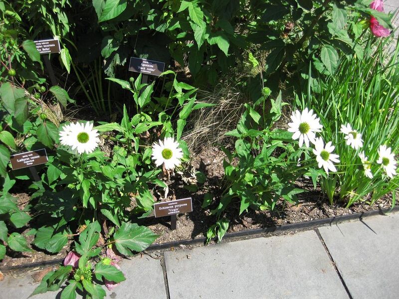 File:1024px-IMG 0069 nybg09.jpg