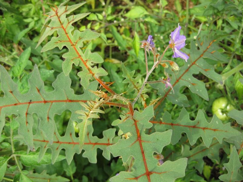 File:1280px-IMG 0786 bbg09.jpg